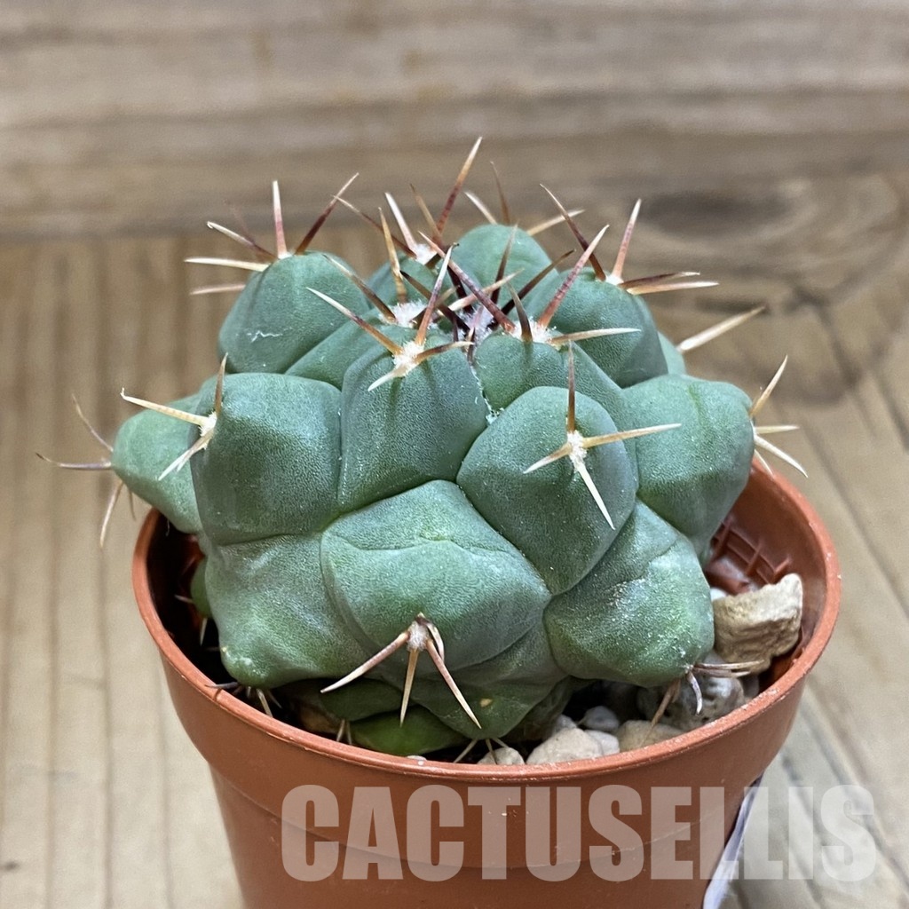 SH33571 Thelocactus hexaedrophorus - Image 2