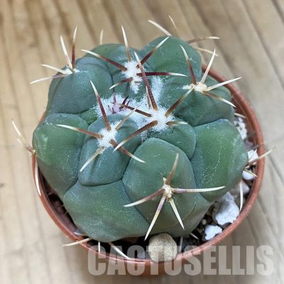 SH33572 Thelocactus hexaedrophorus