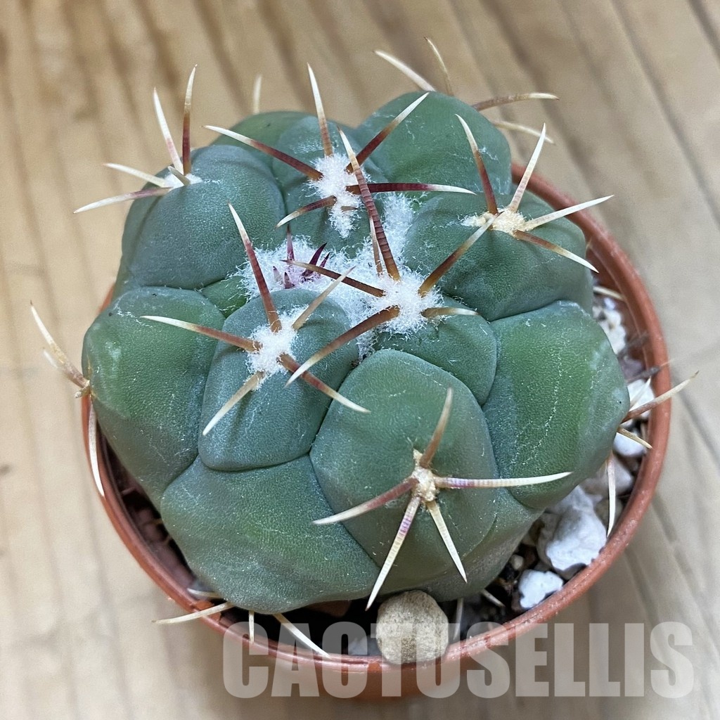 SH33572 Thelocactus hexaedrophorus