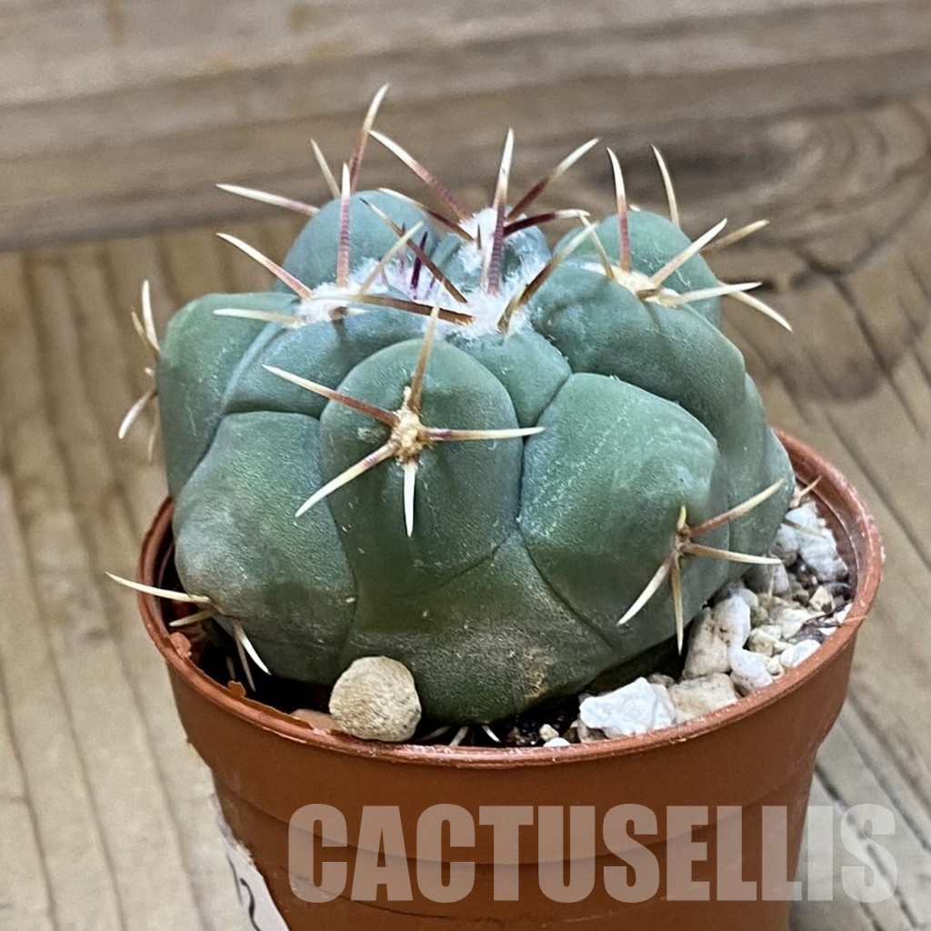 SH33572 Thelocactus hexaedrophorus - Image 2