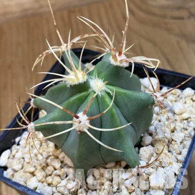 SH33573 Ferocactus histrix