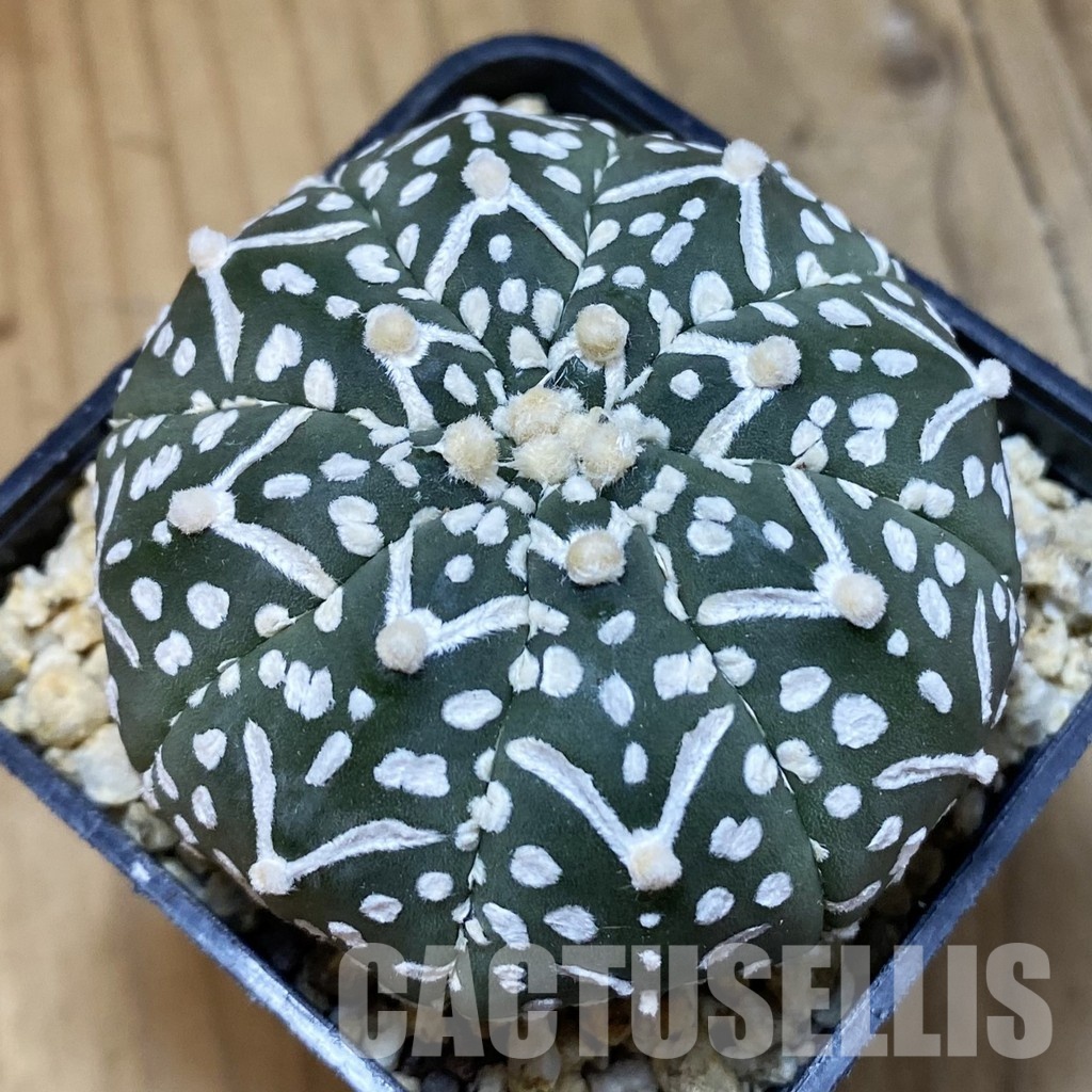 SH33575 Astrophytum asterias ‘Super Kabuto’ V-type f. nudum