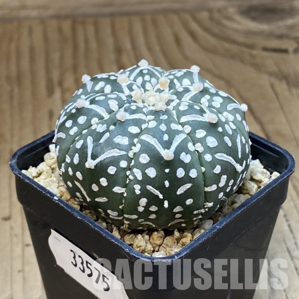 SH33575 Astrophytum asterias ‘Super Kabuto’ V-type f. nudum - Image 2