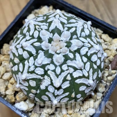SH33576 Astrophytum asterias ‘Super Kabuto’ V-type