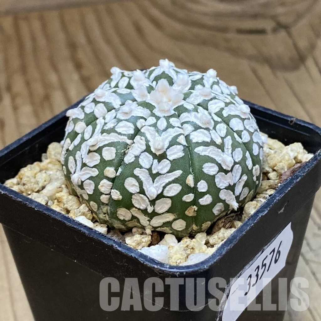 SH33576 Astrophytum asterias ‘Super Kabuto’ V-type - Image 2