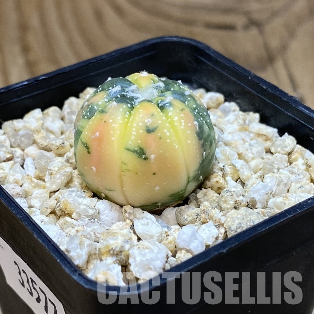 SH33577 Astrophytum asterias ‘Red Purple Skin’ f. variegata - Image 2