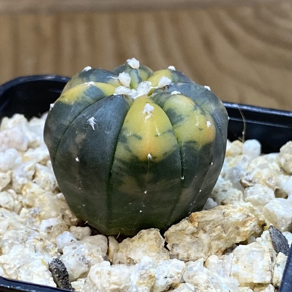 SH33578 Astrophytum asterias ‘Red Purple Skin’ f. variegata - Image 2
