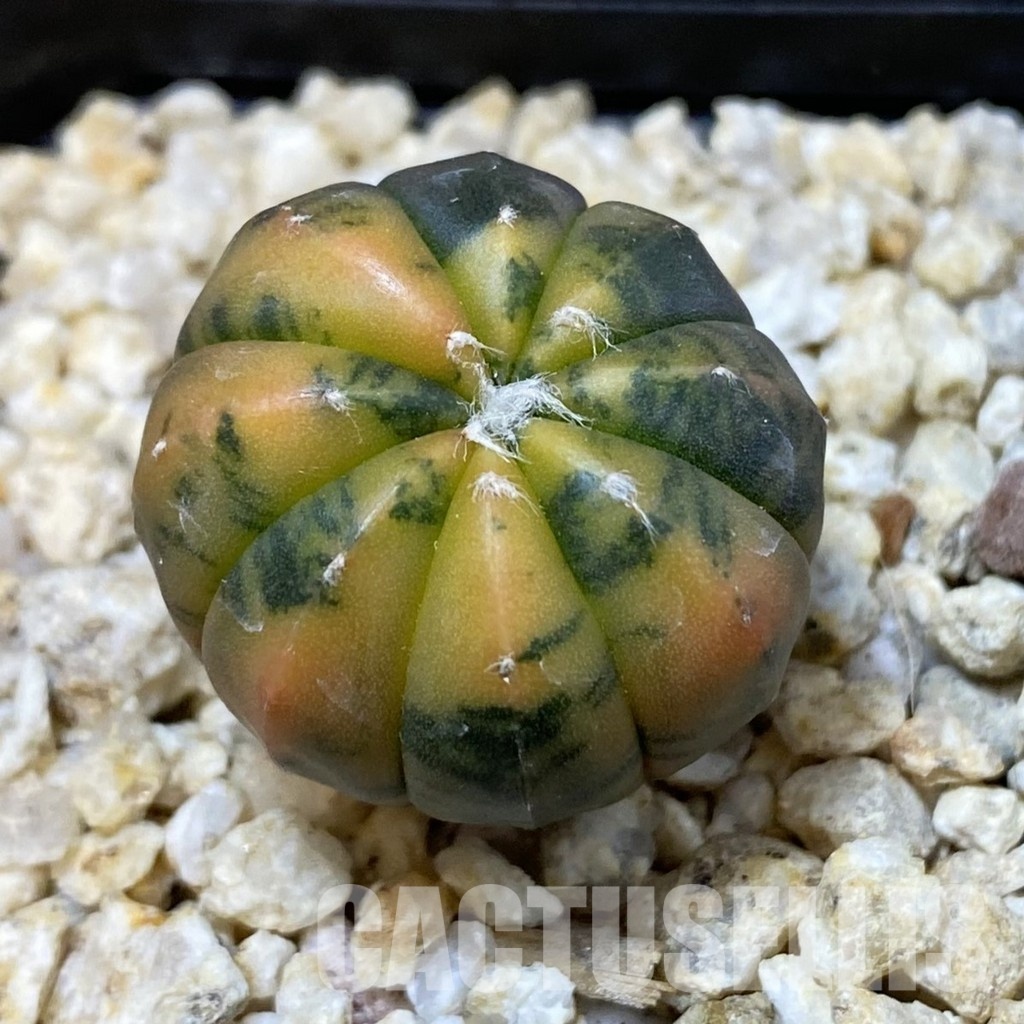 SH33579 Astrophytum asterias ‘Red Purple Skin’ f. variegata