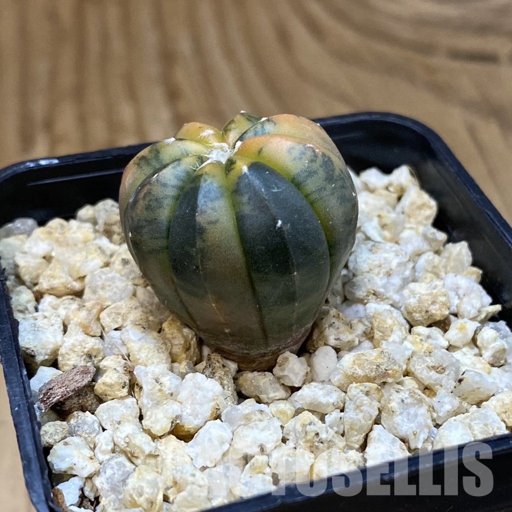 SH33579 Astrophytum asterias ‘Red Purple Skin’ f. variegata - Image 2