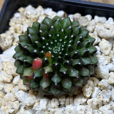 SH33580 Gymnocalycium mihanovichii ‘inermis’ f. variegata, seedling