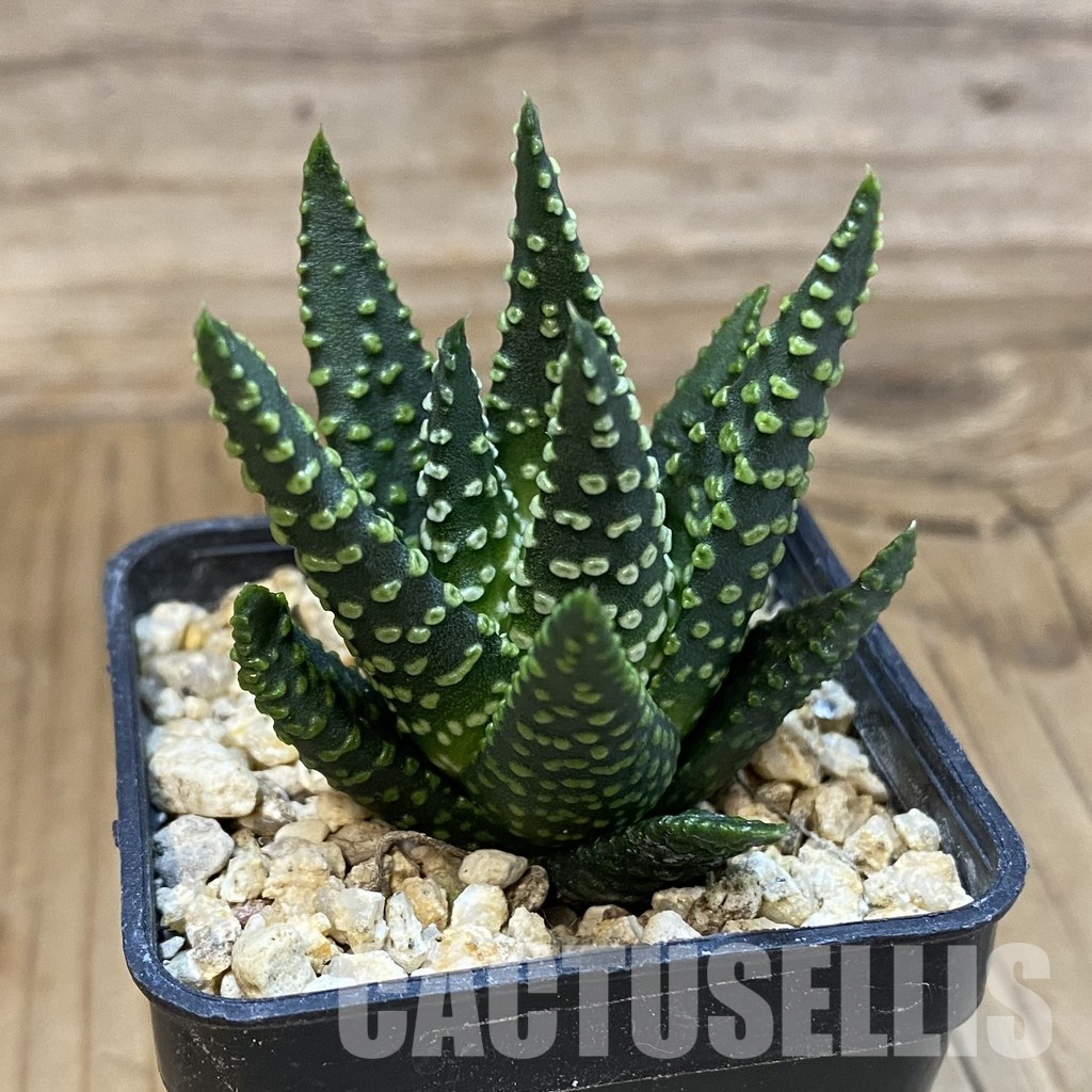 SH33584 Haworthia pumila SH - Image 2