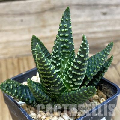 SH33585 Haworthia pumila SH