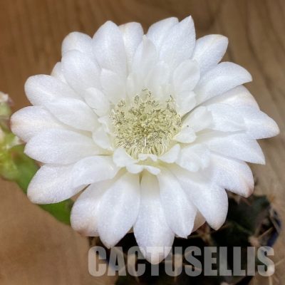 SH12670 Gymnocalycium mihanovichii 'Hibotan' hybrid