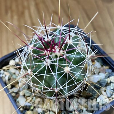 VVG29714 Ferocactus haematacanthus -El Amparo-