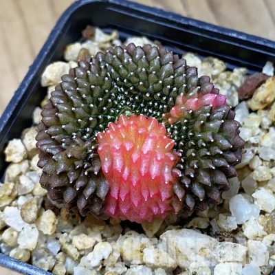 SH30158 Gymnocalycium mihanovichii ‘inermis’ f. variegata, seedling