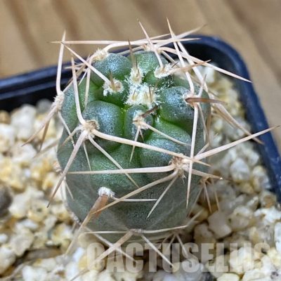 SH33641 Tephrocactus fiambalensis, seedling