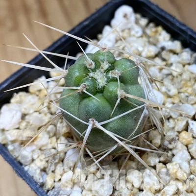SH33642 Tephrocactus fiambalensis, seedling