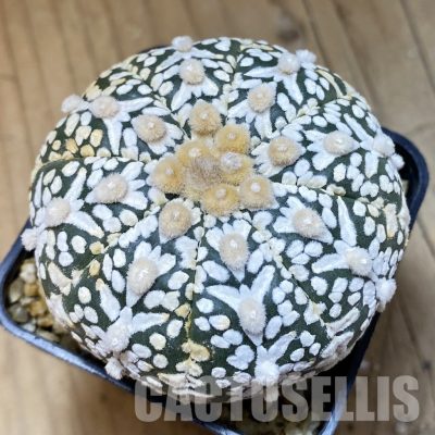 SH33645 Astrophytum asterias ‘Super Kabuto’ V-type