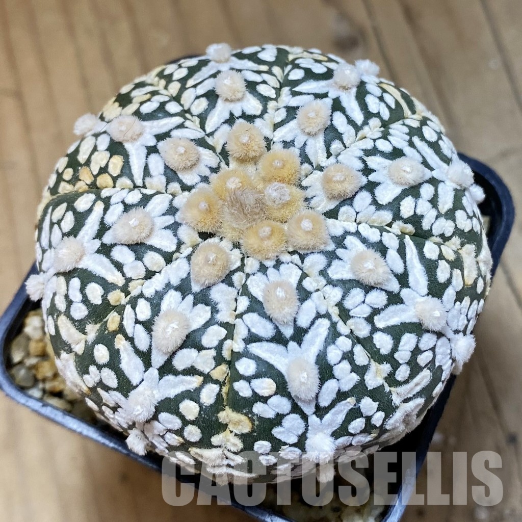 SH33645 Astrophytum asterias ‘Super Kabuto’ V-type