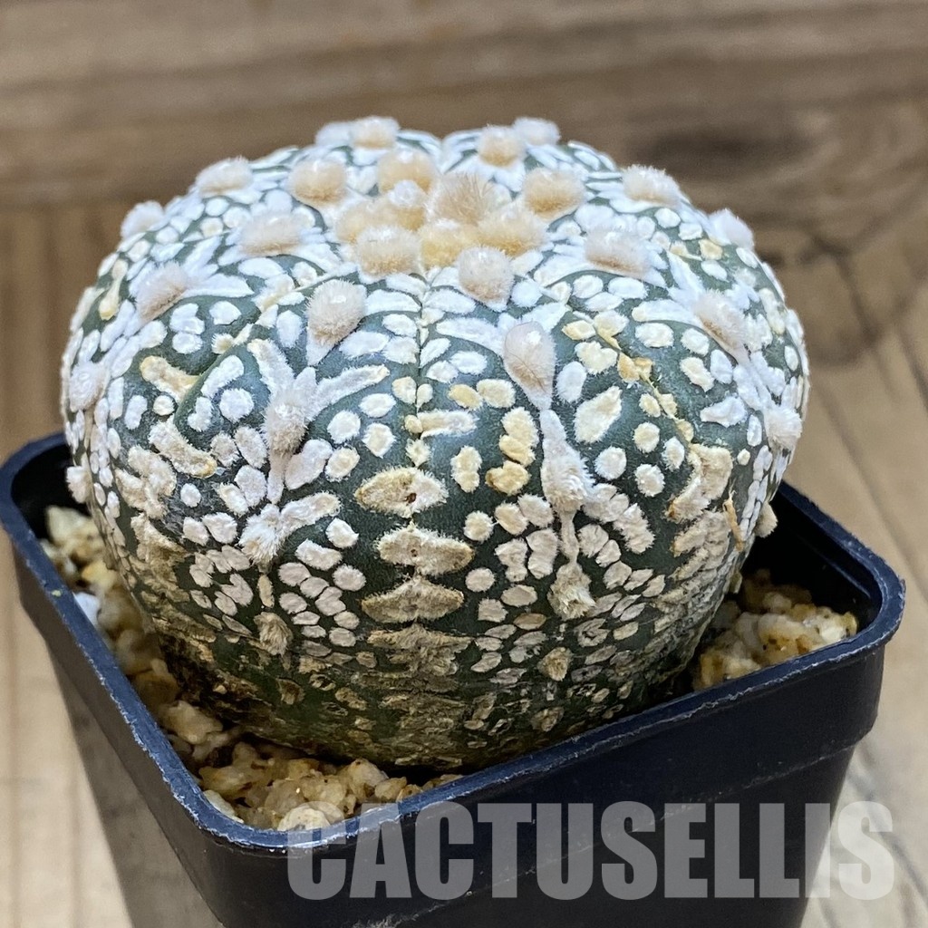 SH33645 Astrophytum asterias ‘Super Kabuto’ V-type - Image 2