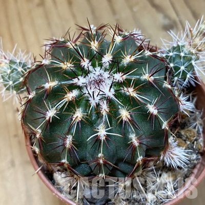 SH33650 Echinocereus viridiflorus