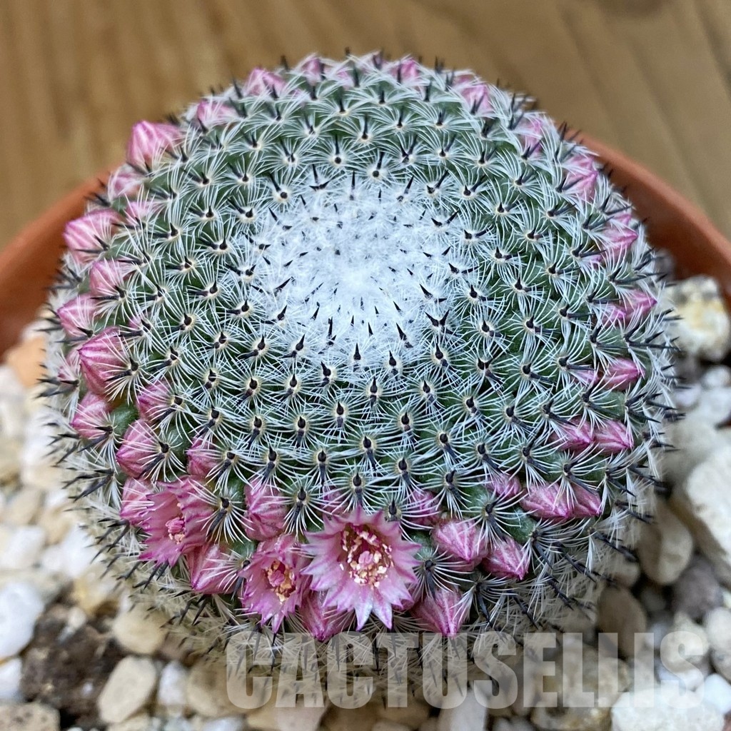 SH33653 Mammillaria microthele v. superfina