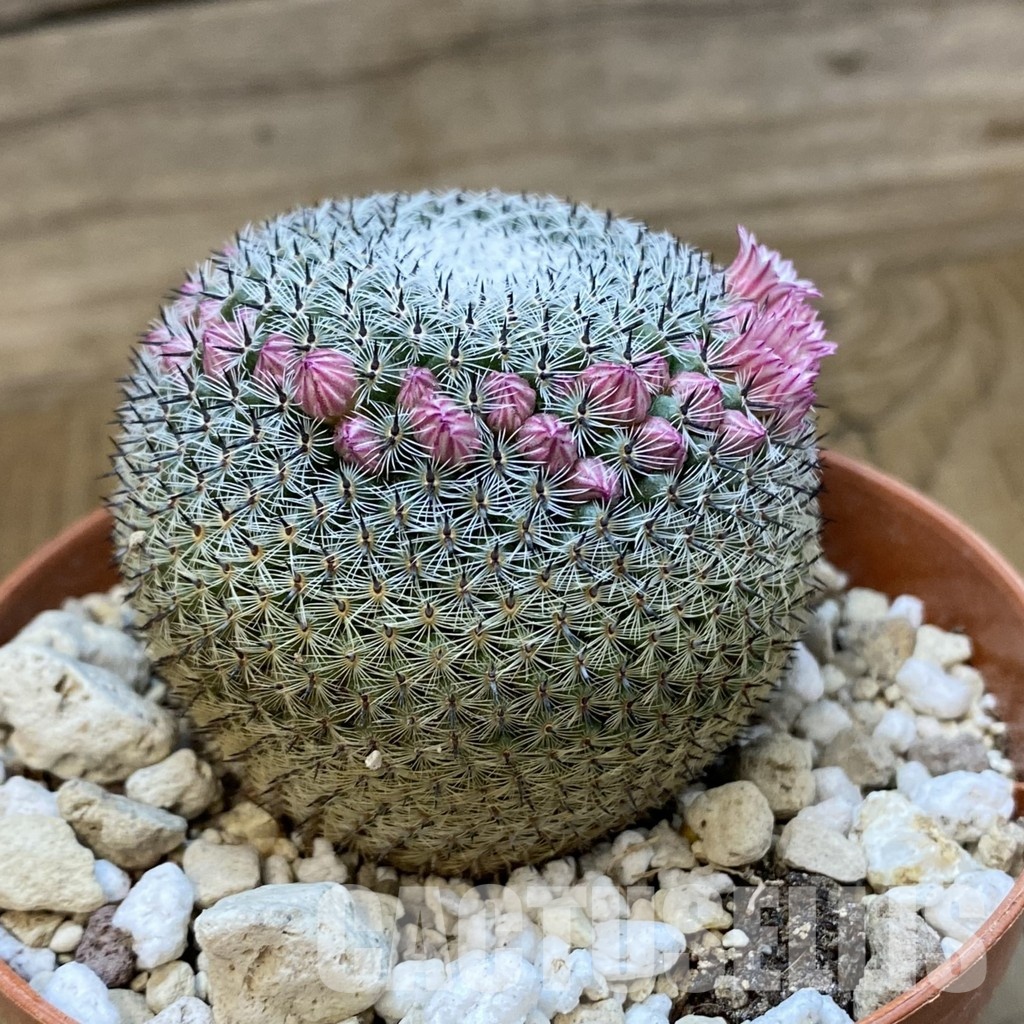 SH33653 Mammillaria microthele v. superfina - Image 2