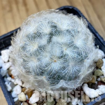 SH33657 Mammillaria plumosa
