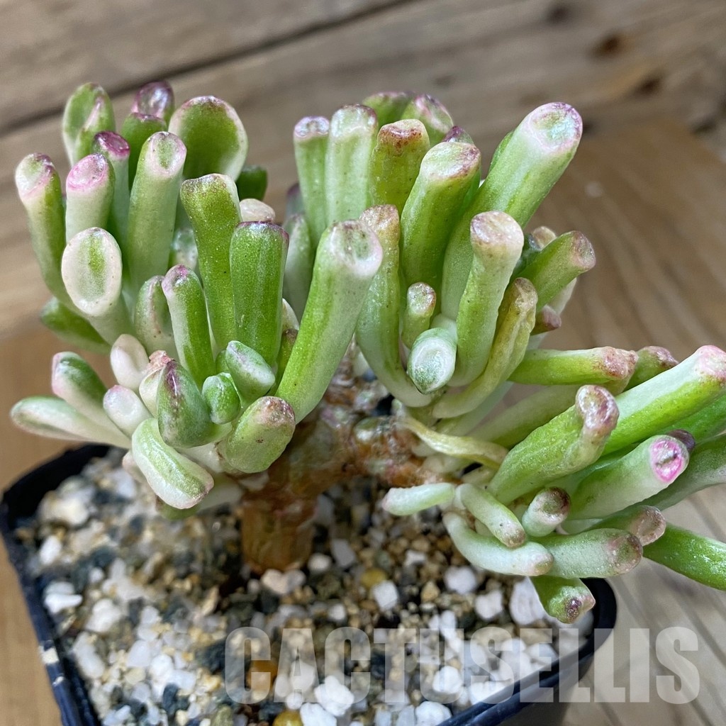 SH33658 Crassula ovata ‘Gollum’ f. variegata