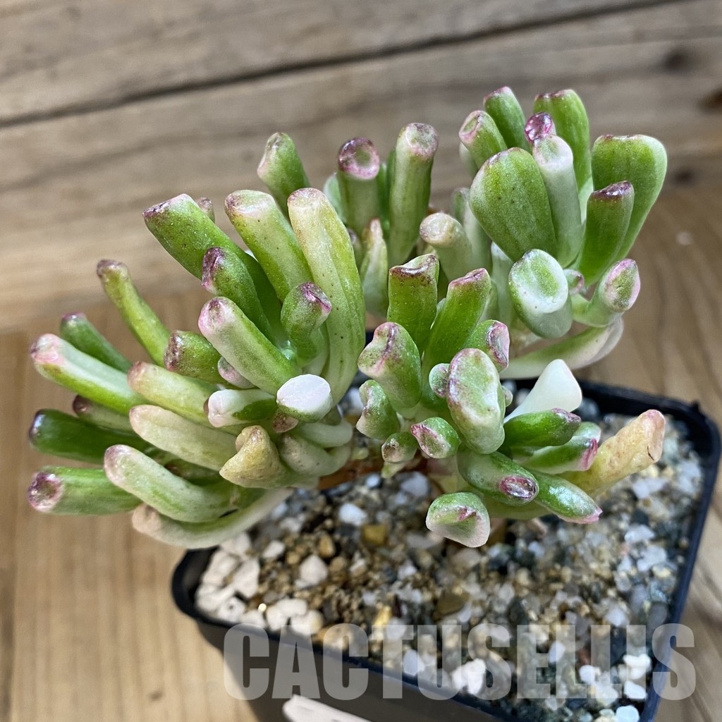 SH33658 Crassula ovata ‘Gollum’ f. variegata - Image 2