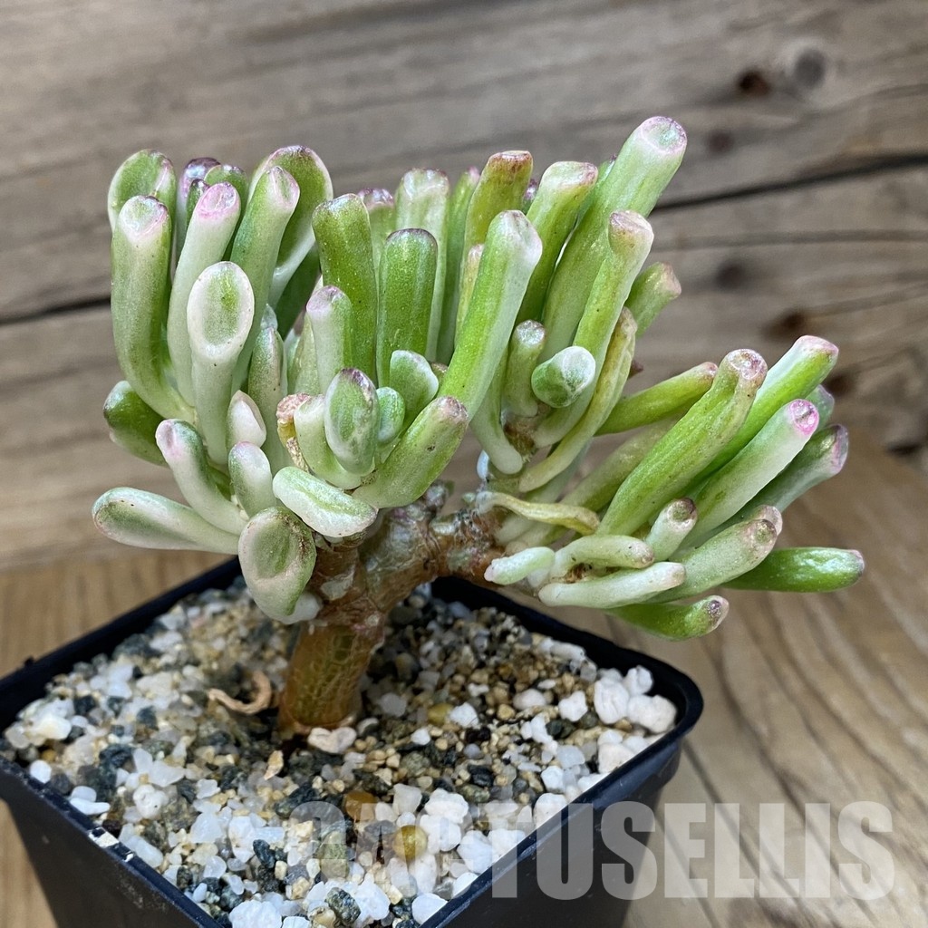 SH33658 Crassula ovata ‘Gollum’ f. variegata - Image 3