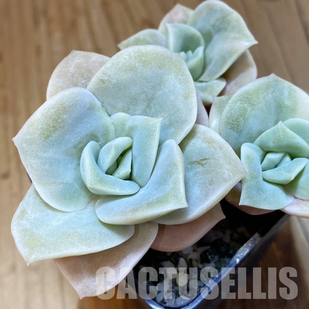 SH33663 Echeveria ‘Lovely Rose’ white color f. variegata