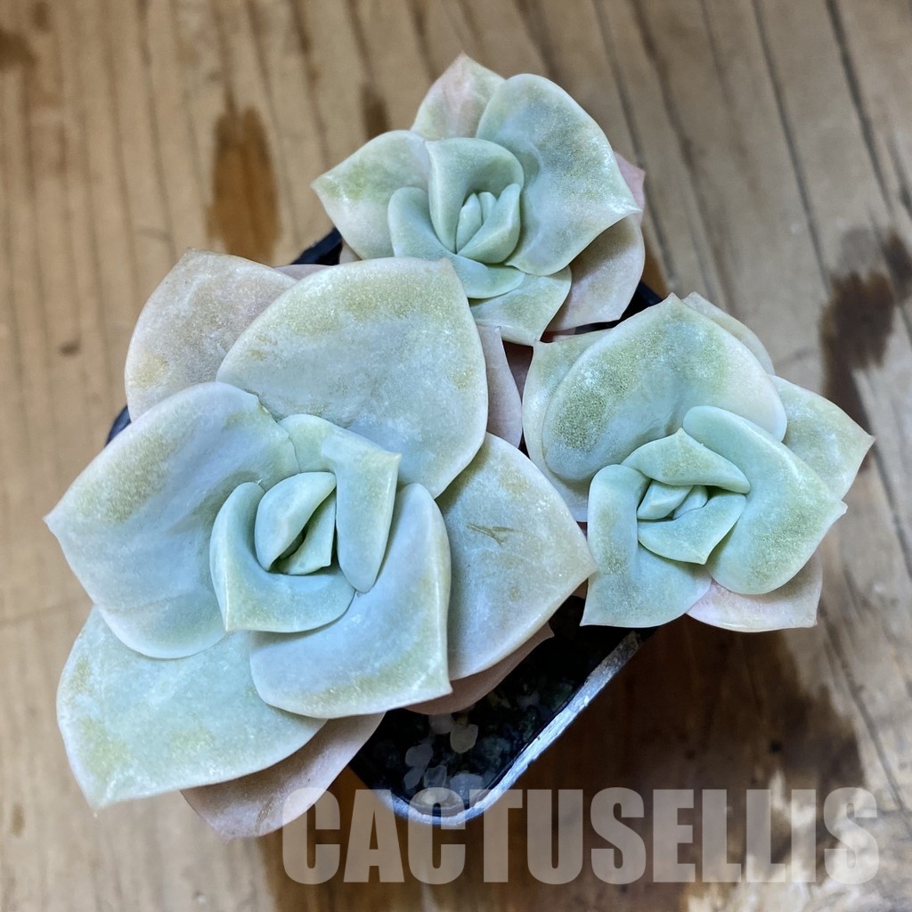 SH33663 Echeveria ‘Lovely Rose’ white color f. variegata - Image 2