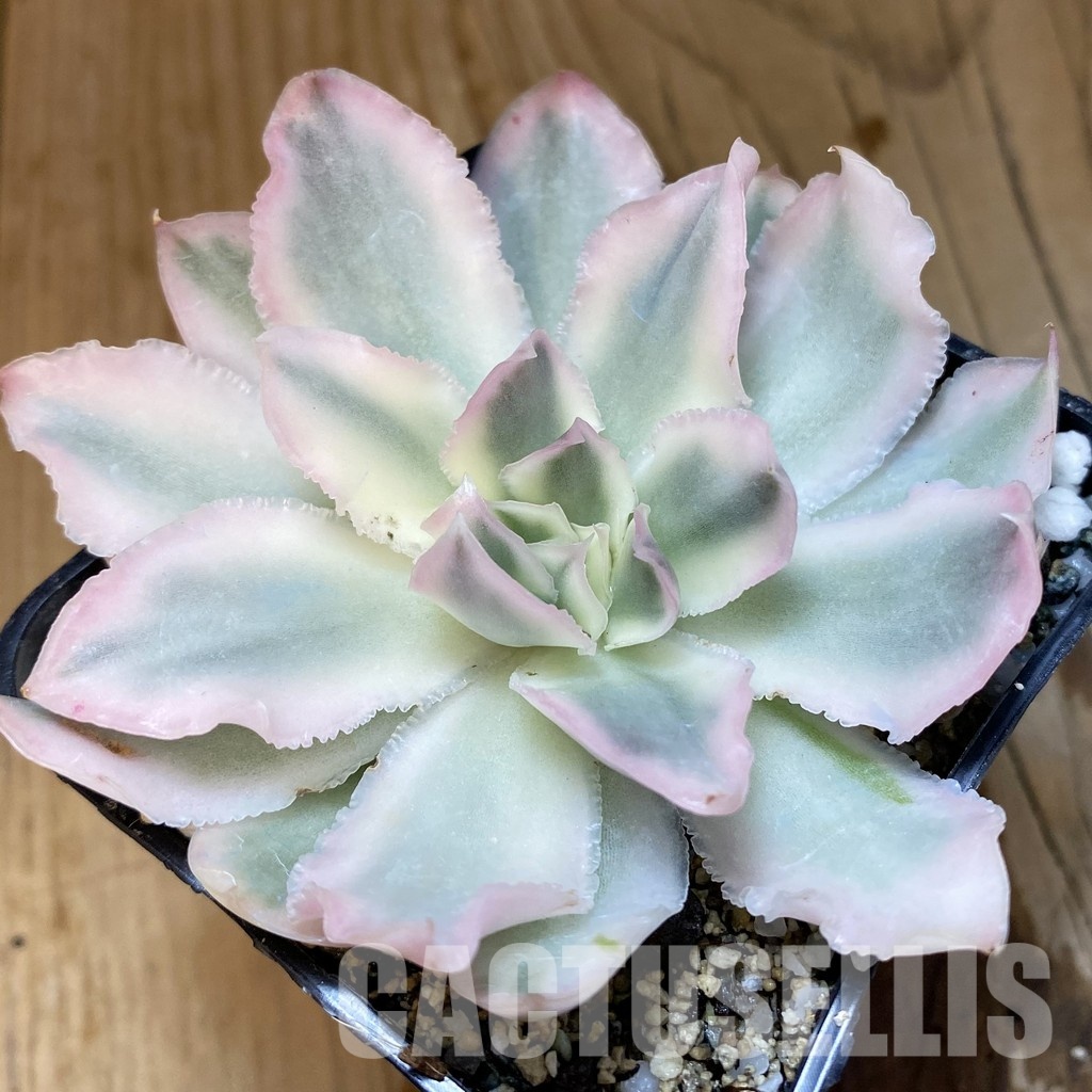 SH33665 Echeveria ‘Purple Butterfly’ f. variegata
