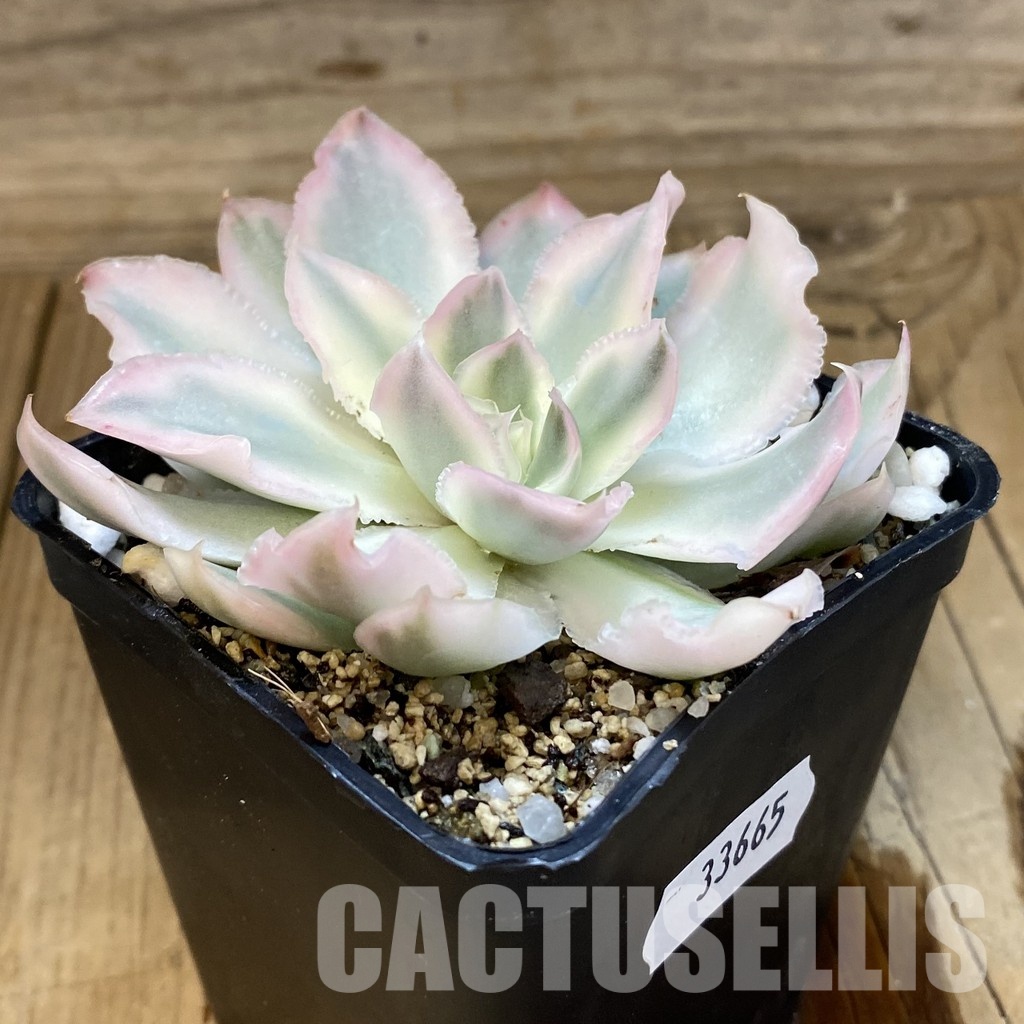 SH33665 Echeveria ‘Purple Butterfly’ f. variegata - Image 2