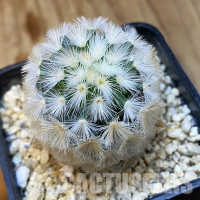 SH33666 Mammillaria carmenae hybrid