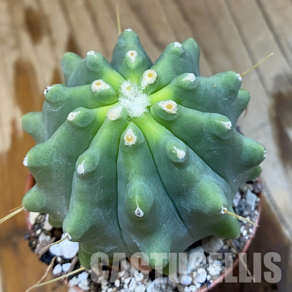 SH33667 Ferocactus glaucescens f. inermis