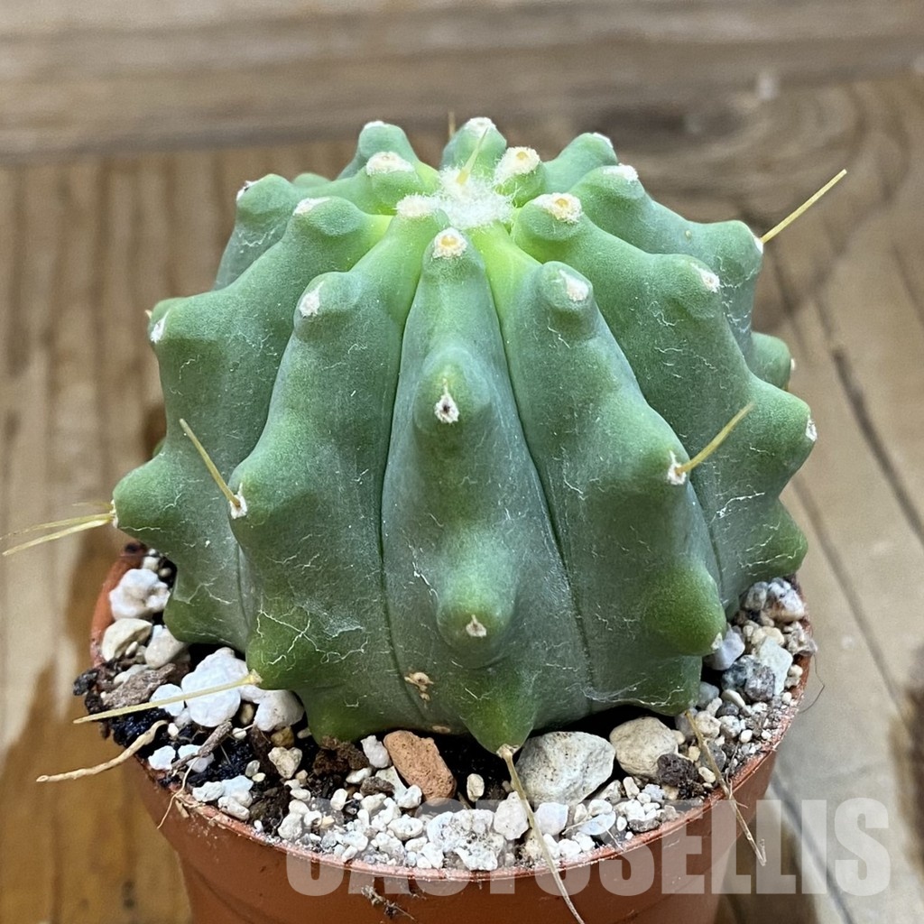SH33667 Ferocactus glaucescens f. inermis - Image 2