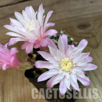 SH1415 Gymnocalycium mihanovichii 'Fantasia'
