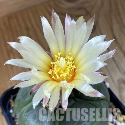 SH20605 Astrophytum asterias ‘Kikko’, 5-ribs