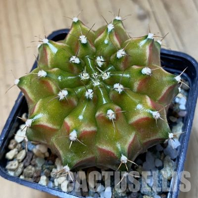 SH20645 Gymnocalycium mihanovichii ‘Neon’