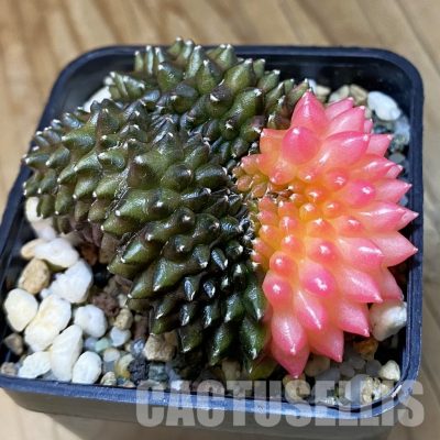 SH21717 Gymnocalycium mihanovichii ‘inermis’ f. variegata cristata