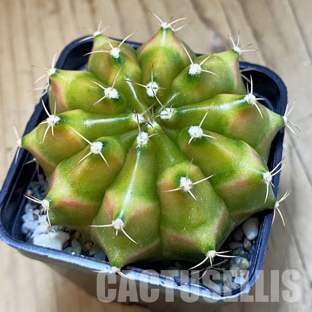 SH22504 Gymnocalycium mihanovichii ‘Neon’ hybrid