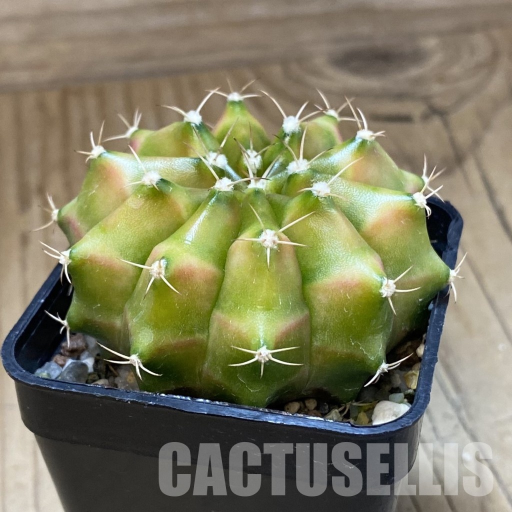 SH22504 Gymnocalycium mihanovichii ‘Neon’ hybrid - Image 2
