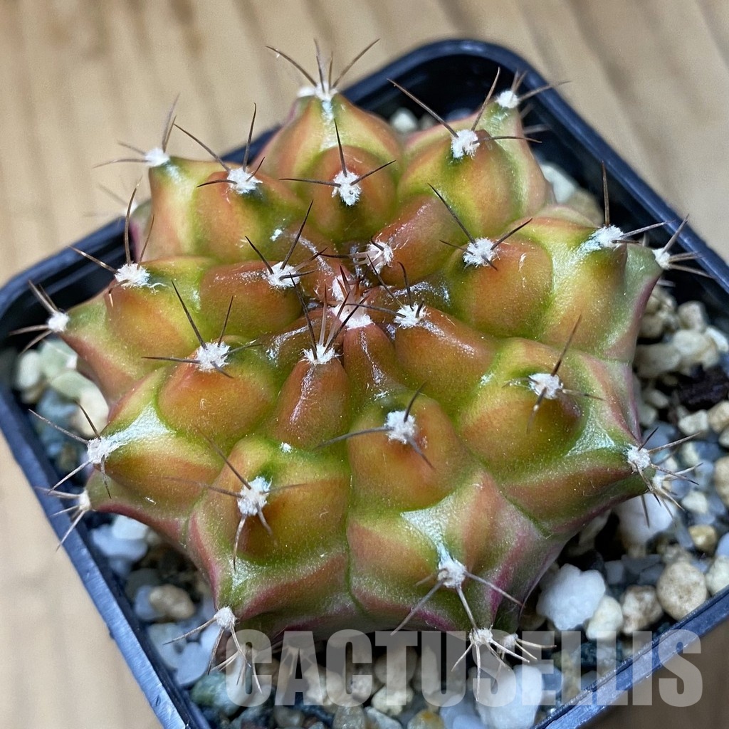 SH22503 Gymnocalycium mihanovichii ‘Neon’ hybrid
