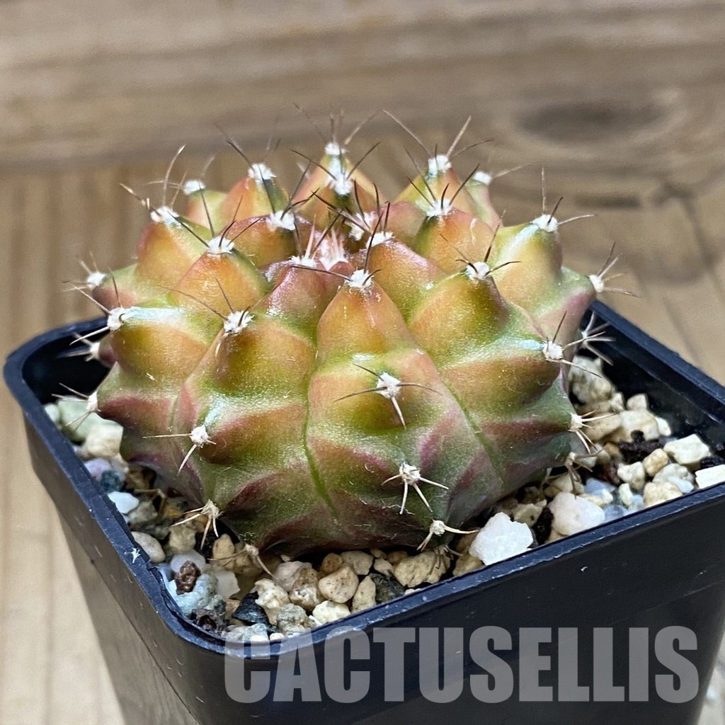 SH22503 Gymnocalycium mihanovichii ‘Neon’ hybrid - Image 2