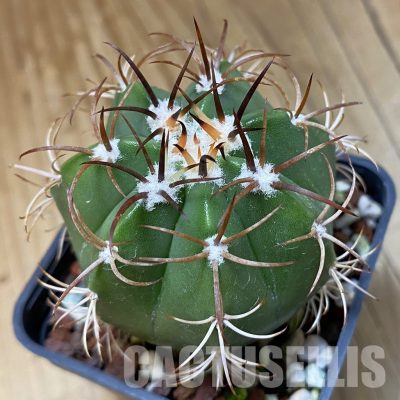 SH22871 Melocactus matanzanus