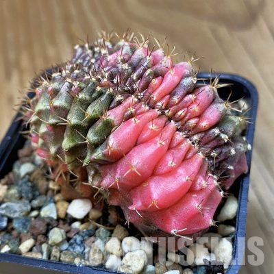 SH23448 Gymnocalycium mihanovichii f. variegata cristata