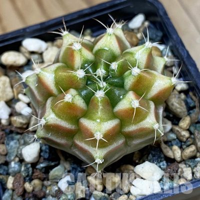 SH24356 Gymnocalycium mihanovichii ‘Neon’ hybrid