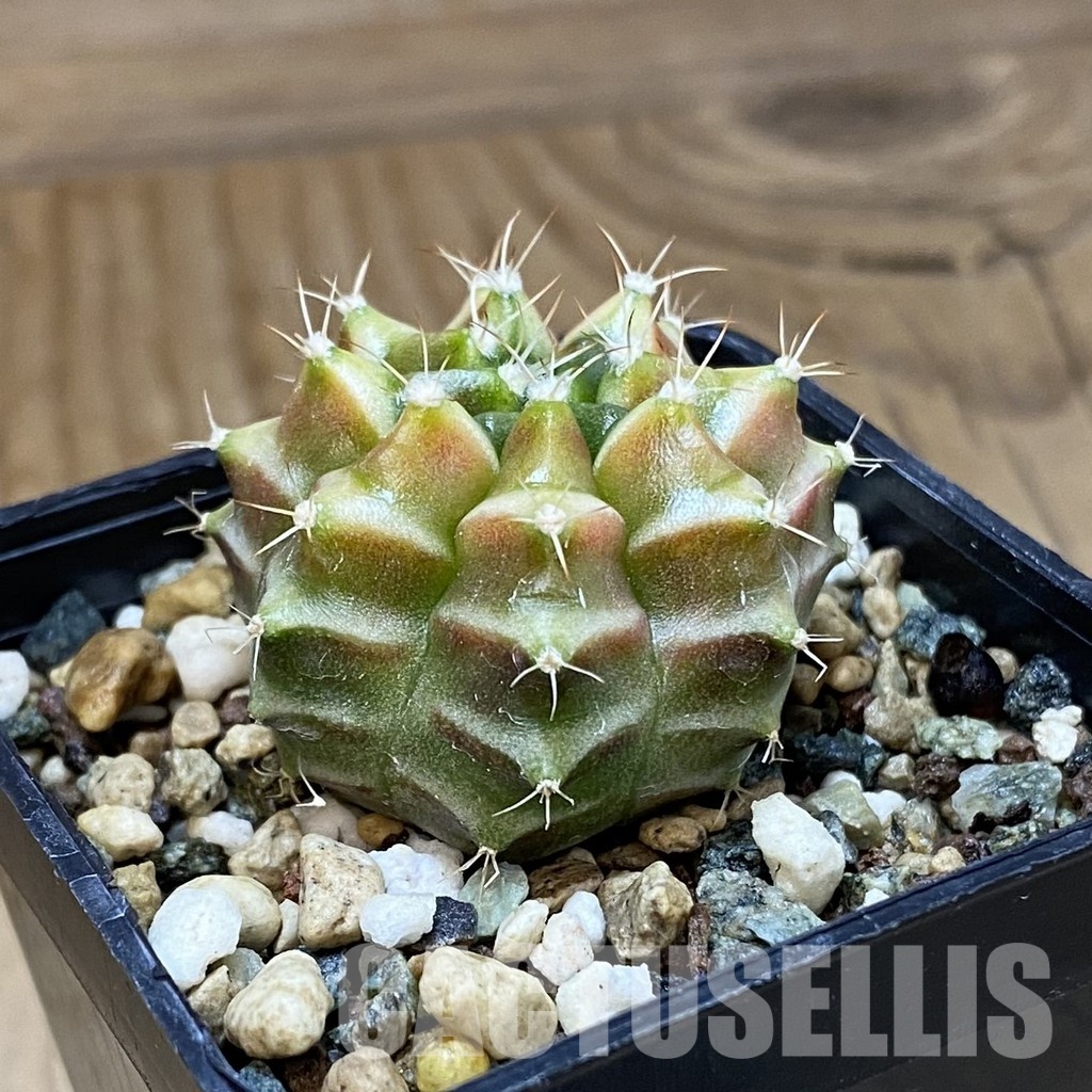SH24356 Gymnocalycium mihanovichii ‘Neon’ hybrid - Image 2